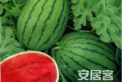 西瓜视频有爆料吗,行业最新动态大揭秘